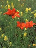 Gozdna učna pot Planina - Mirna gora